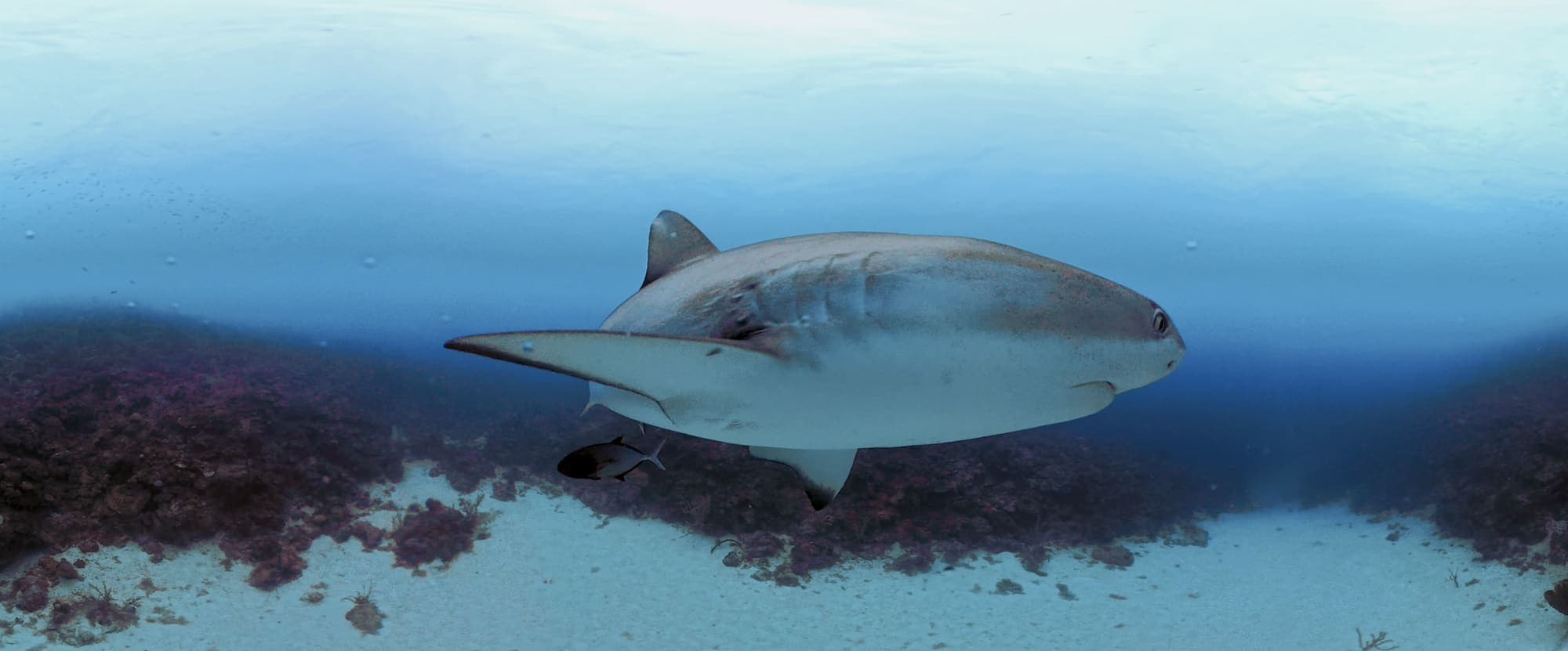 Shark encounter from Presence